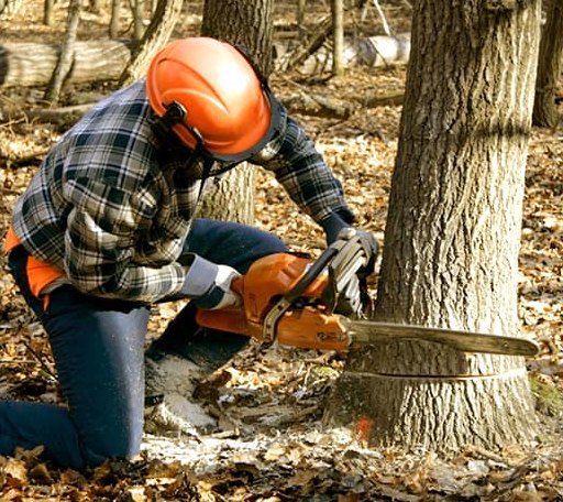 Tree Removal in Collison, IL